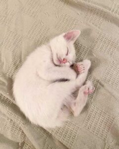 Un chaton sans-abri retrouvé couvert d'huile révèle sa belle fourrure et sa vie a changé 9 Doux minou