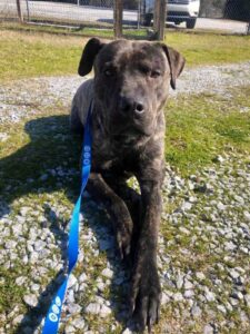 Le chien du refuge n'arrive pas à croire qu'il vient d'avoir son premier lit 2 Ezra ne connaissant pas son cadeau