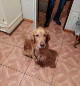 Un chien héros conduit son père humain dans un trou où un chien perdu a été piégé 8 Gucio à la maison