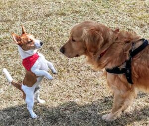 Un chien héros conduit son père humain dans un trou où un chien perdu a été piégé 12 Gucio et le héros du chiot