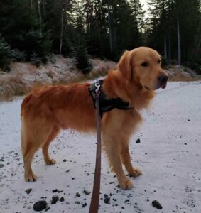 Un chien héros conduit son père humain dans un trou où un chien perdu a été piégé 3 Gucio perdu