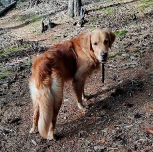 Un chien héros conduit son père humain dans un trou où un chien perdu a été piégé 2 Gucio sauvé