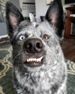 Le chien à qui il manque une partie du cerveau est le plus heureux de tous 2 Il manque une partie du cerveau au chiot mais il est heureux