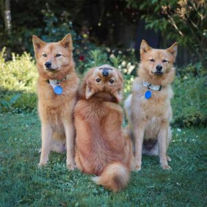 Ce chien tourne la tête chaque fois que ses frères et sœurs posent pour des photos de groupe 9 Kiko avec des frères