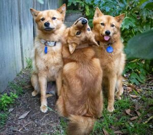 Ce chien tourne la tête chaque fois que ses frères et sœurs posent pour des photos de groupe 10 Kiko photo dommageable