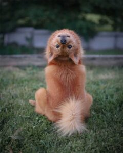 Ce chien tourne la tête chaque fois que ses frères et sœurs posent pour des photos de groupe 11 Kiko tourne la tête