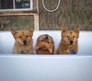 Ce chien tourne la tête chaque fois que ses frères et sœurs posent pour des photos de groupe 7 La photo de Kiko