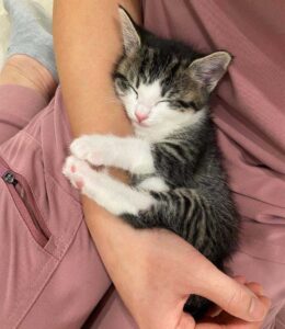 Un chaton curieux est surpris de découvrir son premier rayon de soleil 4 Le chaton curieux est étonné