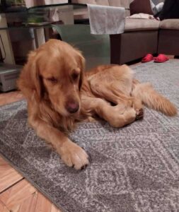 Un chien héros conduit son père humain dans un trou où un chien perdu a été piégé 7 Le chien héros porte Gucio