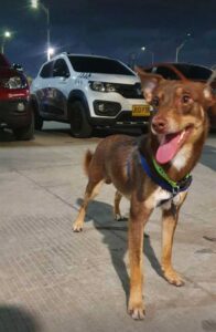 Vidéo: La famille n'arrive pas à croire que leur chien perdu est de retour à la maison 3 Le chien perdu rentre à la maison