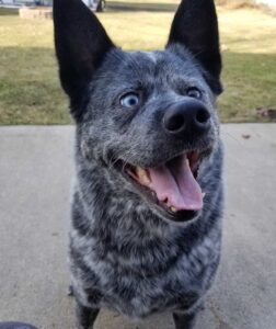 Le chien à qui il manque une partie du cerveau est le plus heureux de tous 8 Le chiot est miraculeusement heureux