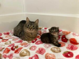 Une chatte ne peut pas arrêter de sourire après avoir trouvé une famille pour l'aider avec son seul chaton 9 Maman chat et son chaton