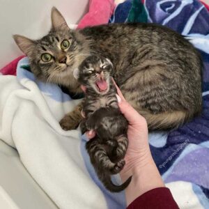 Une chatte ne peut pas arrêter de sourire après avoir trouvé une famille pour l'aider avec son seul chaton 7 Maman chat et son seul chaton
