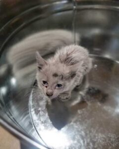 Un chaton sans-abri retrouvé couvert d'huile révèle sa belle fourrure et sa vie a changé 2 Petit chaton