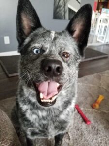 Le chien à qui il manque une partie du cerveau est le plus heureux de tous 4 Un chiot spécial sourit à la maison