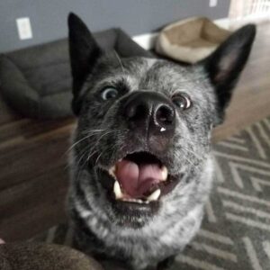 Le chien à qui il manque une partie du cerveau est le plus heureux de tous 3 adorable visage de chiot