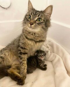Une chatte ne peut pas arrêter de sourire après avoir trouvé une famille pour l'aider avec son seul chaton 2 adorables chatons sauvés