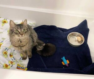Une chatte ne peut pas arrêter de sourire après avoir trouvé une famille pour l'aider avec son seul chaton 8 beaux chats