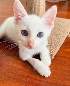 Un chaton sans-abri retrouvé couvert d'huile révèle sa belle fourrure et sa vie a changé 10 chaton aux yeux bleus
