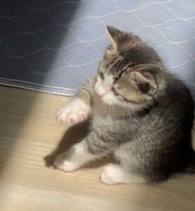 Un chaton curieux est surpris de découvrir son premier rayon de soleil 3 chaton est surpris