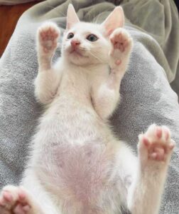 Un chaton sans-abri retrouvé couvert d'huile révèle sa belle fourrure et sa vie a changé 8 chaton jouant
