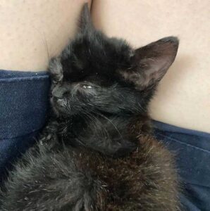 Un chaton ne voulait plus vivre à l'extérieur et s'assoit à la porte d'une maison jusqu'à ce qu'il soit pris en charge 3 chaton ne voulait pas