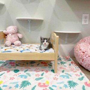 Un chaton curieux est surpris de découvrir son premier rayon de soleil 2 chaton premier rayon de soleil