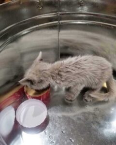Un chaton sans-abri retrouvé couvert d'huile révèle sa belle fourrure et sa vie a changé 3 chaton sans abri