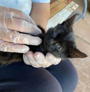 Un chaton ne voulait plus vivre à l'extérieur et s'assoit à la porte d'une maison jusqu'à ce qu'il soit pris en charge 4 chaton sauvé