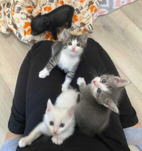 Un chaton curieux est surpris de découvrir son premier rayon de soleil 5 chatons adoptifs