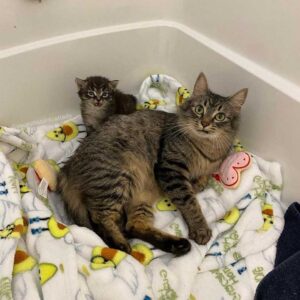 Une chatte ne peut pas arrêter de sourire après avoir trouvé une famille pour l'aider avec son seul chaton 3 chatte et son seul chaton
