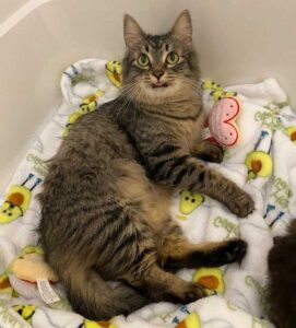 Une chatte ne peut pas arrêter de sourire après avoir trouvé une famille pour l'aider avec son seul chaton 4 chatte ne peut pas arrêter de sourire