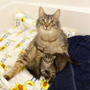 Une chatte ne peut pas arrêter de sourire après avoir trouvé une famille pour l'aider avec son seul chaton 6 chatte tigrée et son bébé