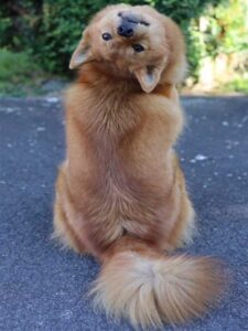 Ce chien tourne la tête chaque fois que ses frères et sœurs posent pour des photos de groupe 6 chien tourne la tête