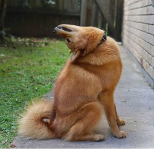 Ce chien tourne la tête chaque fois que ses frères et sœurs posent pour des photos de groupe 5 chien tourne tête