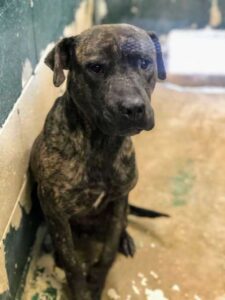 Le chien du refuge n'arrive pas à croire qu'il vient d'avoir son premier lit 4 chiot au refuge