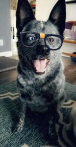 Le chien à qui il manque une partie du cerveau est le plus heureux de tous 7 chiot avec des lunettes