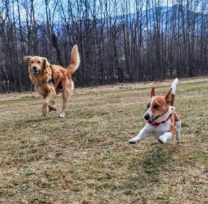 Un chien héros conduit son père humain dans un trou où un chien perdu a été piégé 10 chiots jouant