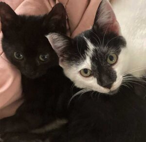 Un chaton ne voulait plus vivre à l'extérieur et s'assoit à la porte d'une maison jusqu'à ce qu'il soit pris en charge 8 frères chats adoptifs