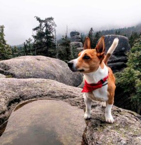 Un chien héros conduit son père humain dans un trou où un chien perdu a été piégé 6 le chien héros