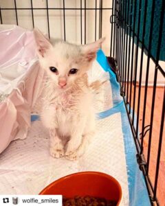 Un chaton sans-abri retrouvé couvert d'huile révèle sa belle fourrure et sa vie a changé 5 petit chaton en cage