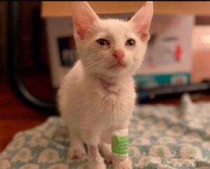 Un chaton sans-abri retrouvé couvert d'huile révèle sa belle fourrure et sa vie a changé 4 petit chaton sans abri