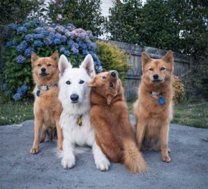 Ce chien tourne la tête chaque fois que ses frères et sœurs posent pour des photos de groupe 8 photo de groupe