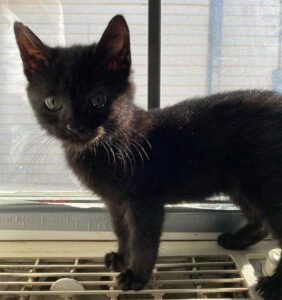 Un chaton ne voulait plus vivre à l'extérieur et s'assoit à la porte d'une maison jusqu'à ce qu'il soit pris en charge 5 sweetie explorant la maison