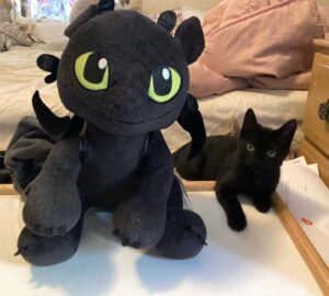 Un chaton ne voulait plus vivre à l'extérieur et s'assoit à la porte d'une maison jusqu'à ce qu'il soit pris en charge 7 sweetie nouvelle maison